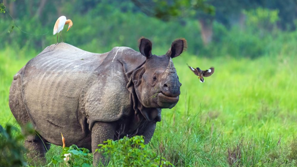 One Horned Rhinoceros In Jaldapara National Park - Bhutan Rental and Travel Blog